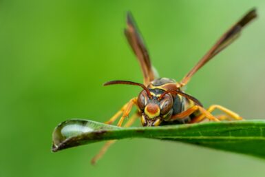 a close up of a bug on a leaf
